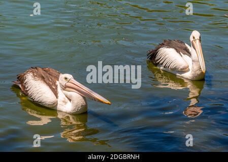 Pelikane im Cleland Wildlife Park in der Nähe von Adelaide, Australien Stockfoto