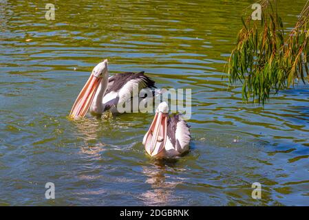 Pelikane im Cleland Wildlife Park in der Nähe von Adelaide, Australien Stockfoto