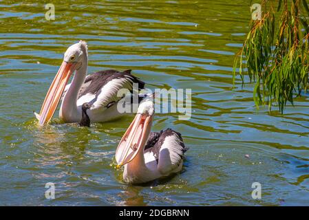 Pelikane im Cleland Wildlife Park in der Nähe von Adelaide, Australien Stockfoto