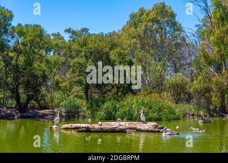 Pelikane im Cleland Wildlife Park in der Nähe von Adelaide, Australien Stockfoto