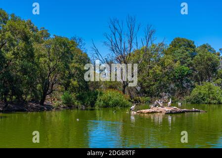 Pelikane im Cleland Wildlife Park in der Nähe von Adelaide, Australien Stockfoto