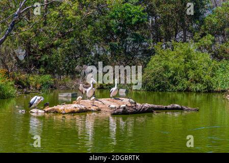 Pelikane im Cleland Wildlife Park in der Nähe von Adelaide, Australien Stockfoto