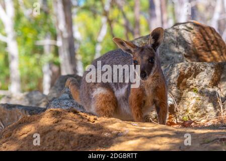 Wallaby im Cleland Wildlife Park in der Nähe von Adelaide, Australien Stockfoto