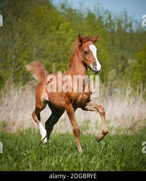 Kleines Fohlen Stockfoto