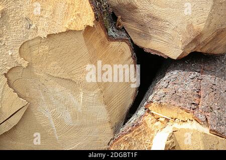 Gefällte Baumstämme ungleichmäßig geschnittenes Ende des Baumes aus der Nähe, hölzerner Hintergrund Stockfoto