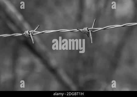 Eisen und alter Stacheldraht streckten sich gegen einen verschwommenen Wald Foto mit Hintergrundfarbe Stockfoto