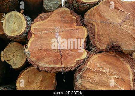 Holzhintergrund dunkelbraun Stapel von Baumstämmen Nahaufnahme Muster Stockfoto