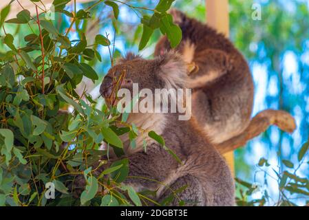 Koala auf einem Baumstamm im Cleland Wildlife Park in der Nähe von Adelaide, Australien Stockfoto