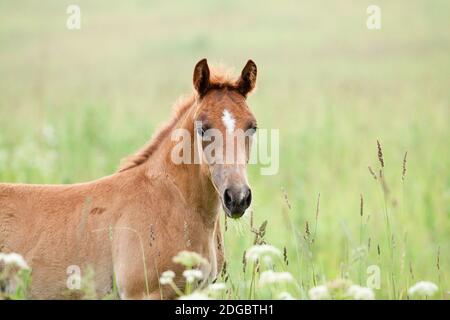 Fohlen auf dem Feld Stockfoto