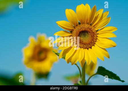Nahaufnahme von zwei Sonnenblumen auf einem Feld, Ostfriesland, Niedersachsen, Deutschland Stockfoto