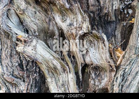 Die Struktur eines gezaufelten beschädigten Baumes, aus der Nähe. Stockfoto