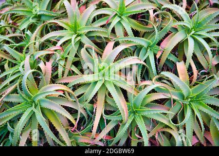 Aloe arborescens Mühle. Stockfoto