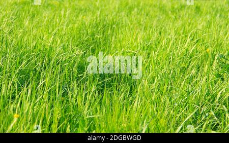 Schablone Muster frische Kräuter wachsen in einem Feld von Gelb Die Blumen sind groß und friedlich Stockfoto