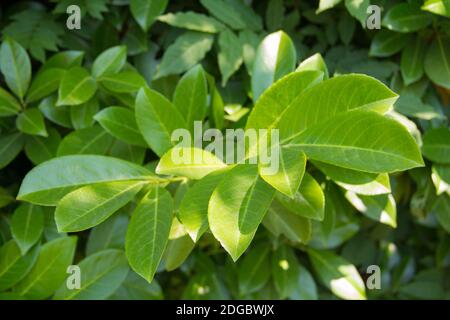 Junge grüne Triebe als Teil einer Hecke der Bucht Blatt Stockfoto