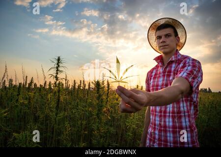 Landwirt arbeitet auf Hanffeld Überprüfung Cannabispflanzen in der Sonne. Stockfoto