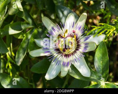 Lila weiße Blume Passiflora Nahaufnahme in den Blättern auf einem Sonniger Tag im Arboretum Stockfoto