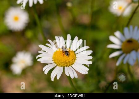 Trinkende Nektarbiene sitzt auf einer weißen Gänseblümchen in der Frühling ruhiger Tag auf der Wiese Nahaufnahme Hintergrund N Stockfoto