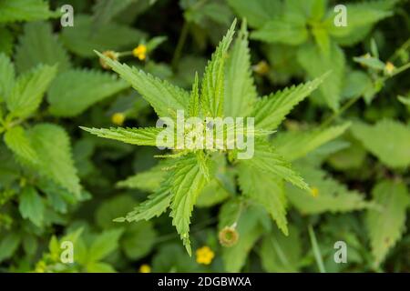 Brennnessel grünes Gras wächst auf dem Feld unter den Andere Blumen Pflanzen Stockfoto