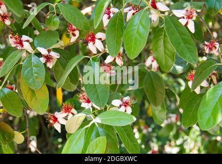 Blass rosa Blüten mit einem roten Herz Kirsche blühen in Frühling sonniger Tag im Garten Stockfoto