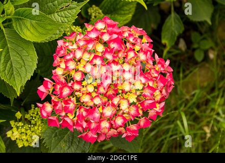 Pflanze Busch mit einer Streuung von leuchtend rosa roten Blüten Mit einem gelben Kern Nahaufnahme Stockfoto