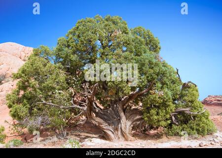 Sehr alter Wacholderbaum in der Wüste im Canyonlands Park in Utah. Stockfoto