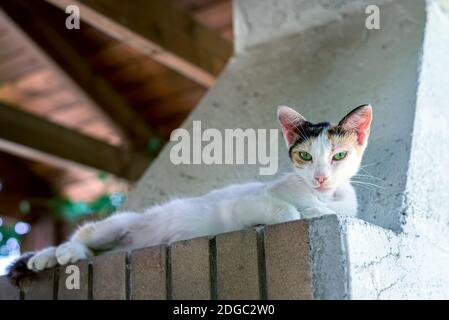 Die weiße Fleckkatze mit grünen Augen Stockfoto