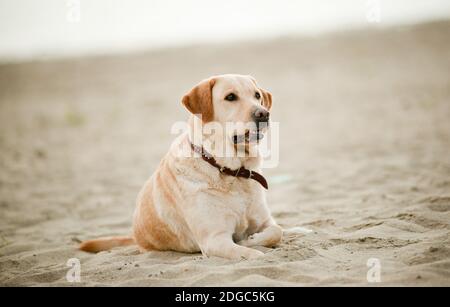 labrador liegt auf Sand Stockfoto