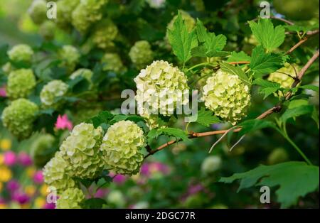 Zweig einer Hortensienbuschkappe aus kleinen weißen Blüten Zwischen Laub Stockfoto