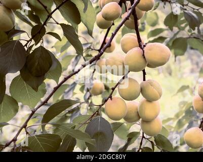 An Baumzweigen wachsen reife Aprikosenfrüchte Stockfoto