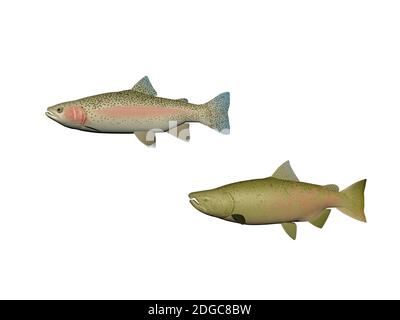 Mehrere Fischfarben auf weißem Hintergrund - 3d-Rendering Stockfoto