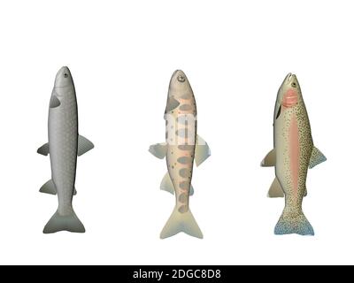 Mehrere Fischfarben auf weißem Hintergrund - 3d-Rendering Stockfoto