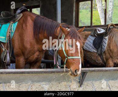 Braunes Pferd ist im Stall ruht und isst Heu Stockfoto