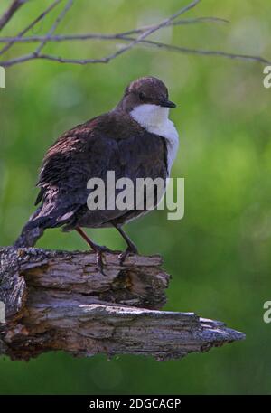 White-Throated Dipper (Cinclus cinclus leucogaster) Erwachsener thront auf toten Zweig Tien Shan Berge, Kasachstan Juni Stockfoto