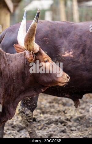 Dunkelbrauner watussi-Stier mit scharfen und großen Hörnern aus der Nähe Vertikales Foto Stockfoto