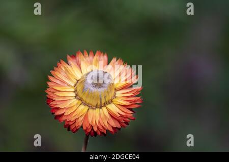 Nahaufnahme eines orangefarbenen Strohblumens (xerochrysum bracteatum) In voller Blüte Stockfoto