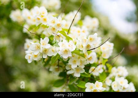 Weiße Blumen blühenden Jasmin Busch Busch Nahaufnahme Hintergrund Flora Frühling Design Stockfoto