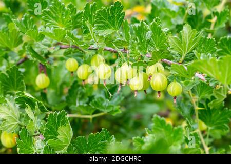 Horizontaler Zweig mit Stachelbeerbeeren bedeckt mit durchbrochenen Blättern Hintergrund Obst Stockfoto