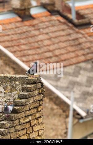 Tauben sitzen an der Ecke einer alten Steinmauer Bedeckt mit Schimmel auf einem unscharfen Hintergrund des Daches Stockfoto