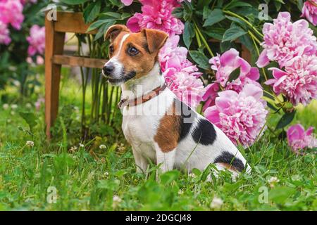 Kleiner Jack Russell Terrier auf Gras sitzend in verhärtete, rosa Blumen hinter ihr Stockfoto