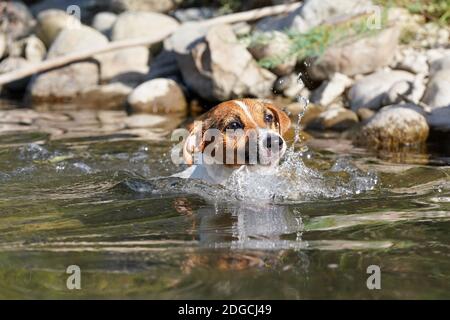Kleine Jack Russell-Hündin schwimmt im Fluss, nur ihr nasser Kopf über Wasser, Sonne scheint, verschwommene Steine im Hintergrund Stockfoto
