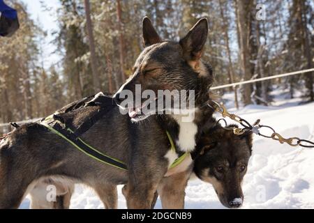 Husky Schlittenfahrt in der Waldlandschaft in Lappland, Finnland Stockfoto