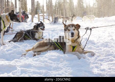 Husky Schlittenfahrt in der Waldlandschaft in Lappland, Finnland Stockfoto