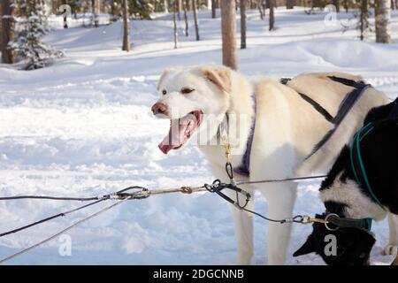 Husky Schlittenfahrt in der Waldlandschaft in Lappland, Finnland Stockfoto