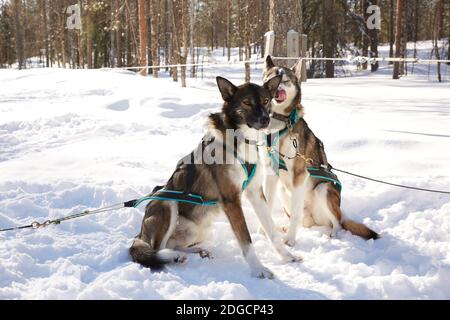 Husky Schlittenfahrt in der Waldlandschaft in Lappland, Finnland Stockfoto