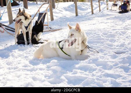 Husky Schlittenfahrt in der Waldlandschaft in Lappland, Finnland Stockfoto