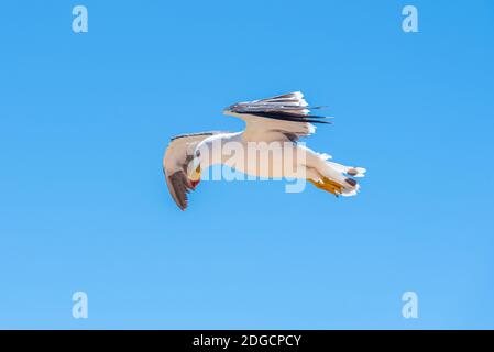 Möwe im Flug in Gerladton, Australien Stockfoto