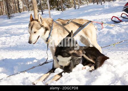 Husky Schlittenfahrt in der Waldlandschaft in Lappland, Finnland Stockfoto