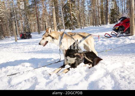 Husky Schlittenfahrt in der Waldlandschaft in Lappland, Finnland Stockfoto