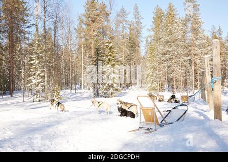 Husky Schlittenfahrt in der Waldlandschaft in Lappland, Finnland Stockfoto