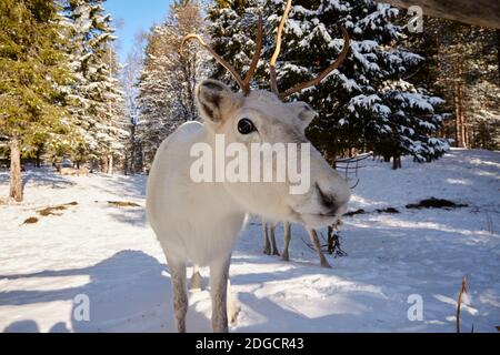 Rentiere im verschneiten Wald in Lappland, Finnland Stockfoto